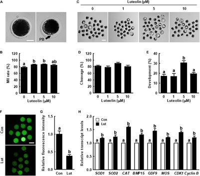 Luteolin Orchestrates Porcine Oocyte Meiotic Progression by Maintaining Organelle Dynamics Under Oxidative Stress